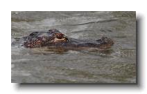 crocodilians 0020